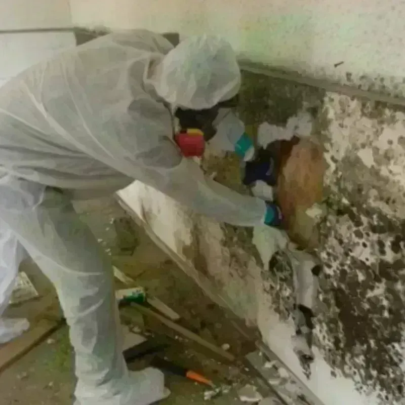 Mold Remediation and Removal in Port Angeles East, WA